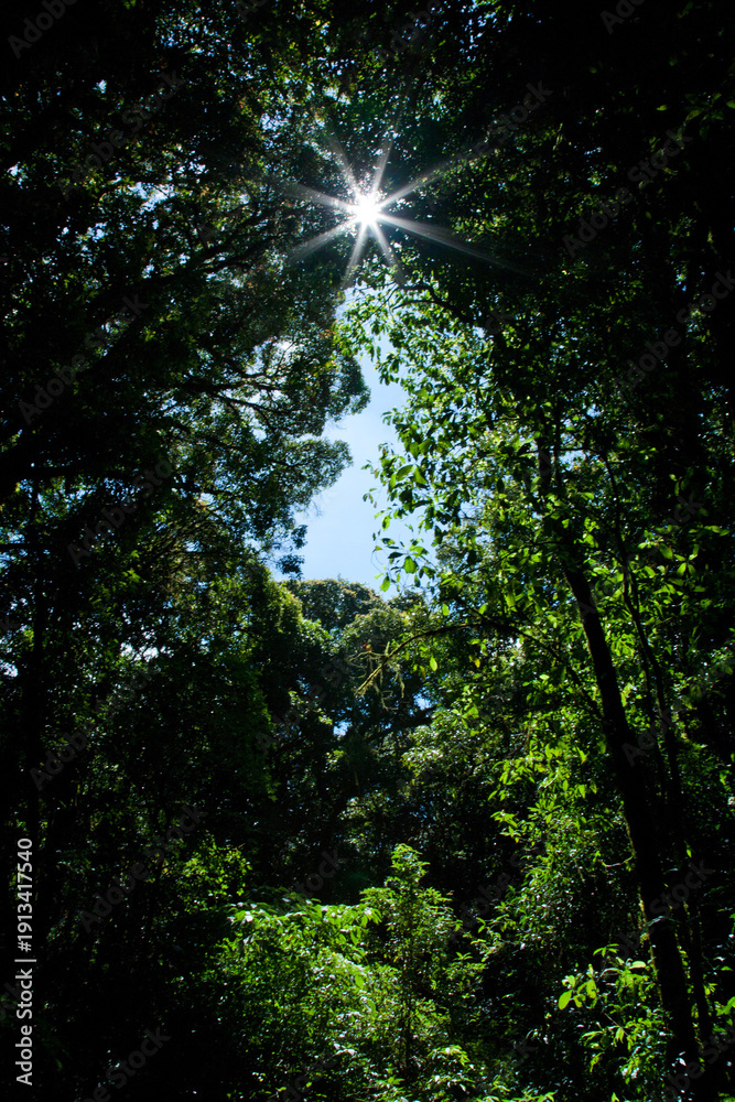 Fototapeta premium Sun starburst shining through dense green forest canopy