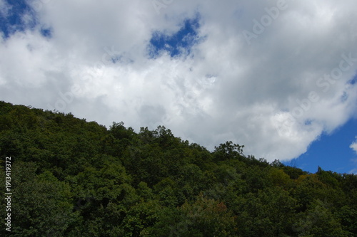 clouds over the forest