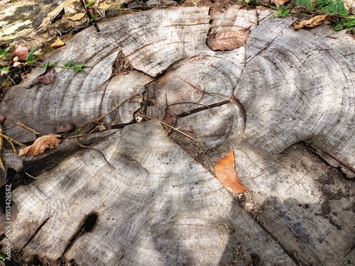 Close-up of a weathered tree stump with visible growth rings and natural cracks