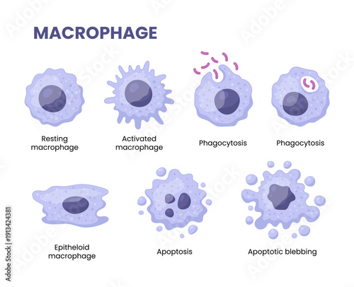 Vector illustration of a macrophage combating bacteria, symbolizing science and medicine in infection control and immune response.