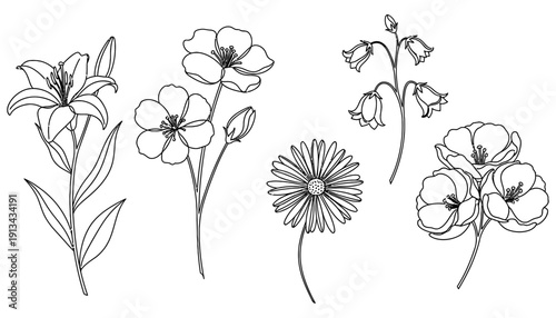 Delicate line drawings of various blooming flowers including lilies daisies and bellflowers presented in a minimalist style floral botanical sketch outline line art nature