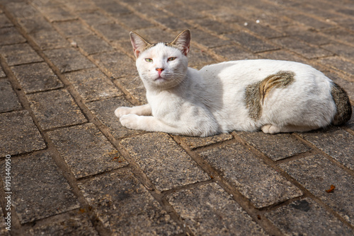 white cat on the floor