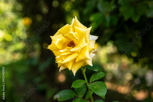 yellow rose in the garden