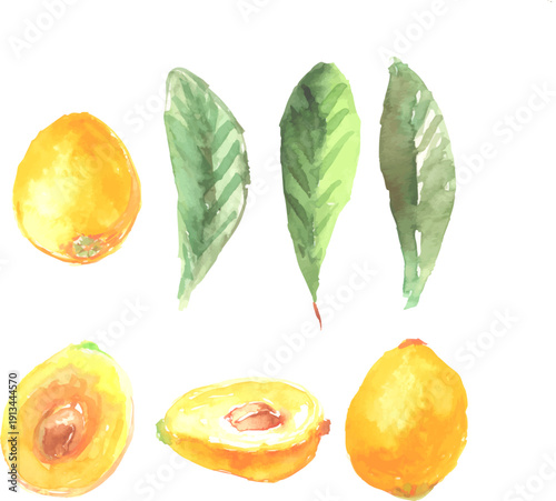水彩で描いたびわのイラストセット