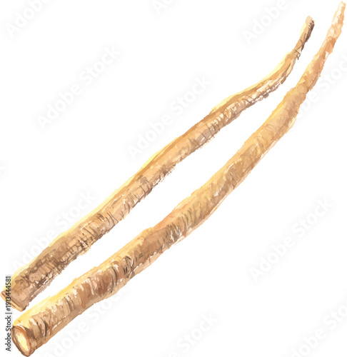 水彩で描いたゴボウのイラスト、ベクター