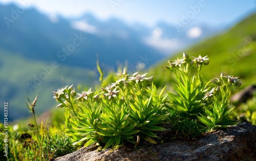 Wallpaper Mural Stunning Alpine Plants on Rocky Surface with Majestic Mountains in Distance Torontodigital.ca