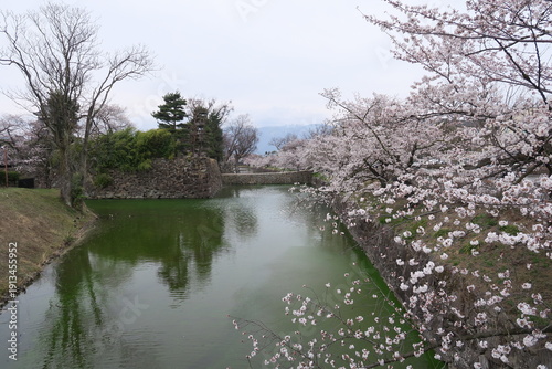 桜に包まれた松本城の春景色