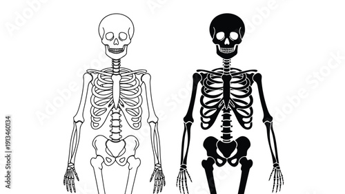 A detailed illustration presents two human skeletons in full body view one light and one dark