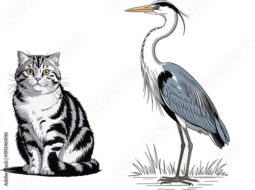 Hand drawn cat and heron illustration set, detailed vintage style animal sketch collection isolated on white background