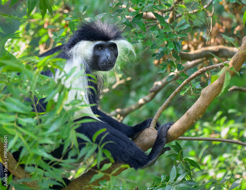 Εκτύπωση καμβά Angolan black-and-white, or Angola colobus (Colobus angolensis) in a tree, Kilifi county, Kenya