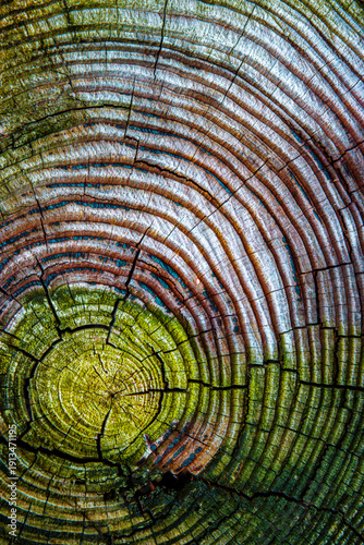 abstract colorful painted by nature yearly circles 