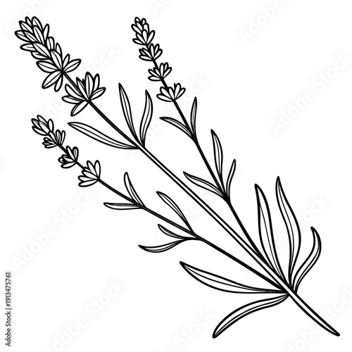 Lavender Horizontal Divider – Elegant Product Packaging 1