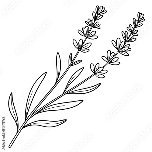 Lavender Horizontal Divider – Elegant Product Packaging