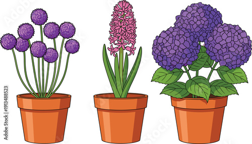 Vector illustration of spring flowers in terracotta pots featuring purple allium pink hyacinth and purple hydrangea isolated on a white background.
