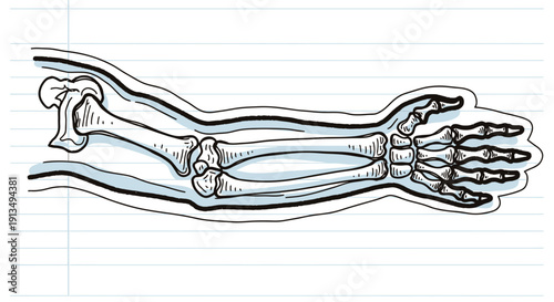 Anatomical illustration of the human arm bones, including the humerus, radius, ulna, and hand bones, depicted within a protective casing.
