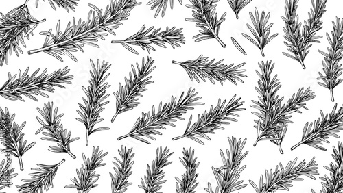 Wooden Engraving Rosemary on White Background