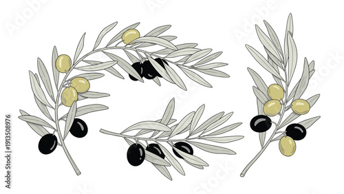 Detailed sketch of olive branches bearing green and black fruits against a white background in a hand drawn style.