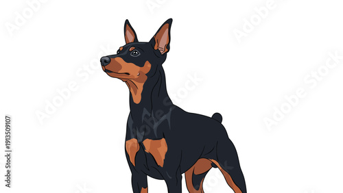 Close up portrait of a miniature pinscher dog looking upwards with alert ears in a detailed vector illustration.