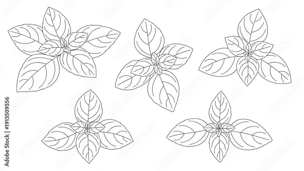 Obraz premium Set of five detailed black and white line drawings of basil leaf clusters, ideal for culinary or botanical design projects.