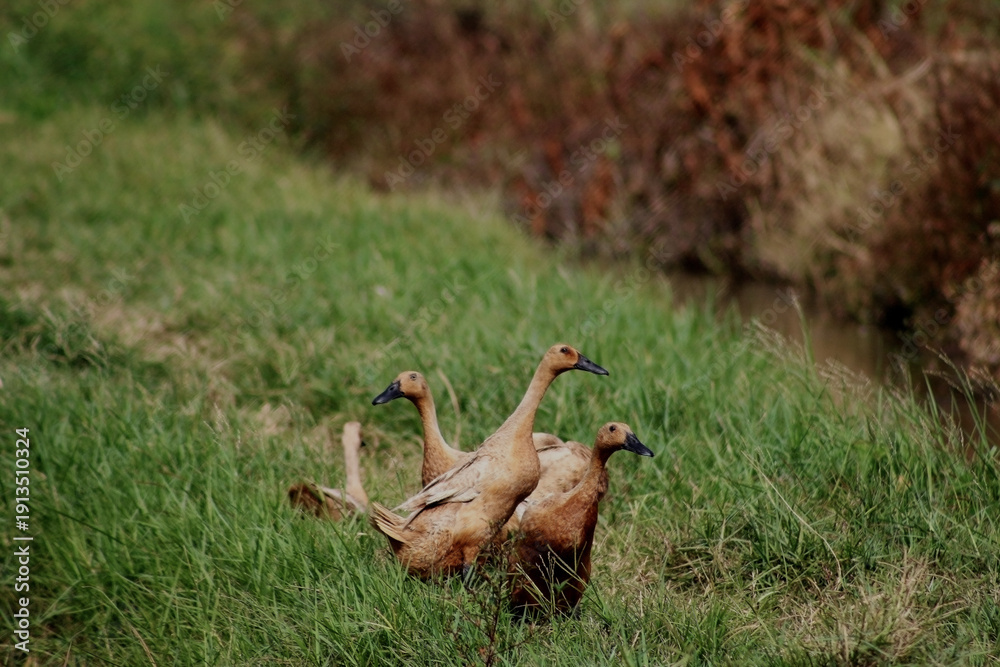Fototapeta premium Flock of Domestic Ducks Grazing in Green Rural Field