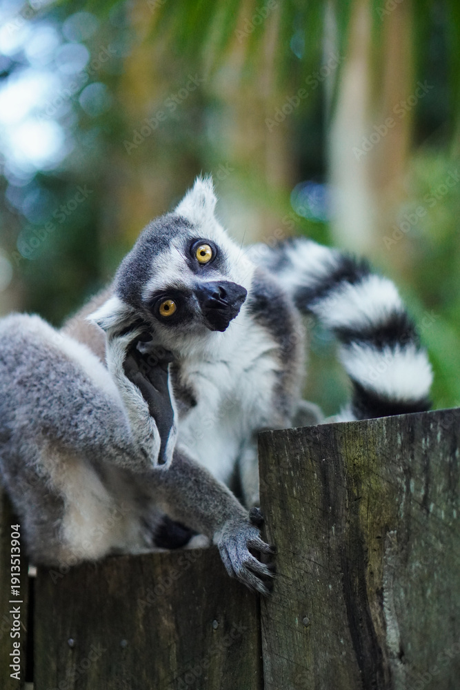 Obraz premium Lemur Sitting and Scratching Its Head in the Australia Zoo