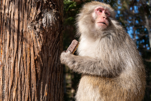 Monkey eating banana bar