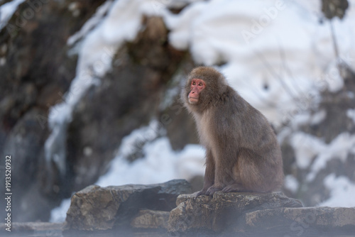 Photography Monkey bathing in snow monkey park Japan Nagano
