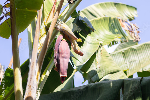 Banana Blossom Growing on Banana Tree in Tropical Garden, Natural Agriculture Concept