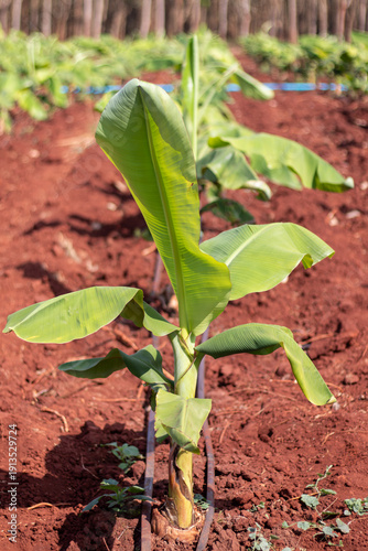 Young Banana Plant Growing in Red Soil with Drip Irrigation System