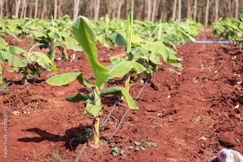 Young Banana Plants in Plantation with Drip Irrigation on Red Soil