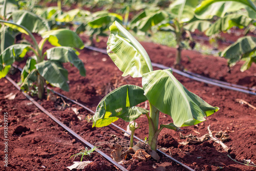 Young Banana Plant Growing in Plantation with Drip Irrigation System