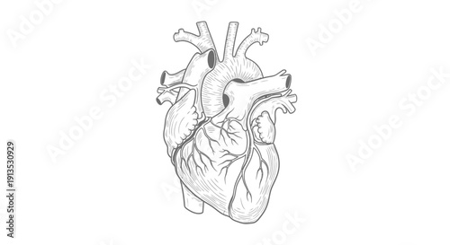 Anatomical Heart Drawing - Vintage Sketch Style