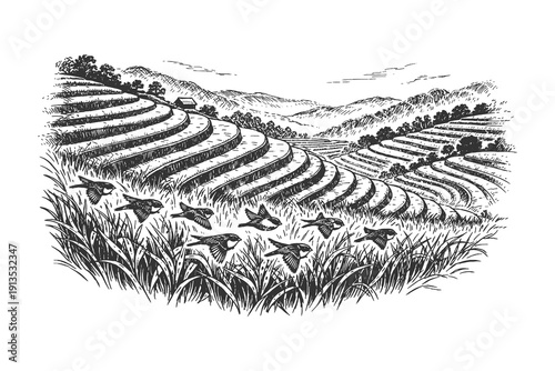 Vintage hand drawn engraving of beautiful tiered rice terrace fields on a hillside with birds flying above, rural agriculture vector illustration.