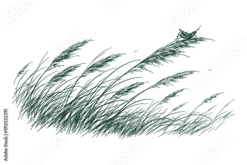 Vintage hand drawn engraving of a grasshopper perched on a tall blade of grass swaying in the wind, macro nature vector illustration.