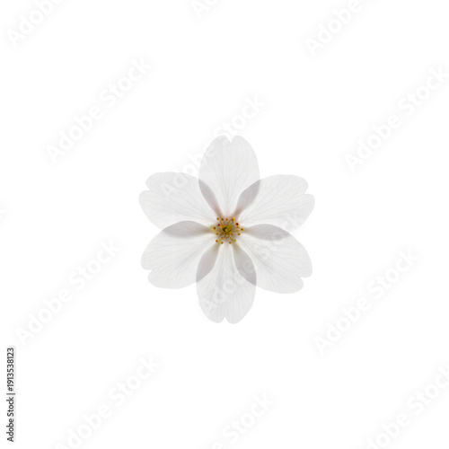 Single white flower against black background