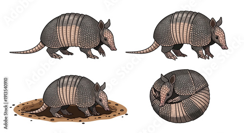 Armadillo illustrations showcasing various poses and detailed anatomy from different viewpoints