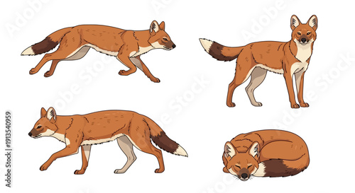 Illustration of red fox in various poses, walking, standing, resting, and curled up from different viewpoints