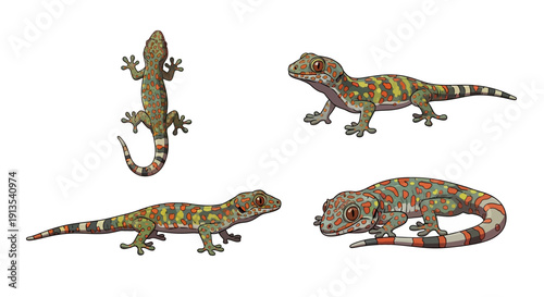 Multiple lizard illustrations showcasing various poses and vibrant patterns on a clean background from different viewpoints