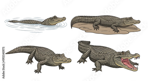 Various crocodiles in different poses and environments, showcasing their natural behavior in water and on land from multiple viewpoints
