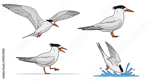 Collection of illustrations showcasing a bird in flight, standing, and diving into water from various viewpoints