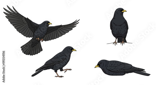 Blackbirds in various poses and actions, flying, standing, walking, and resting on a clean white background