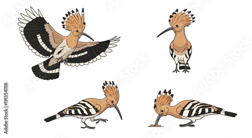 Illustration of hoopoe birds in various flight and standing positions on a plain white background from different viewpoints