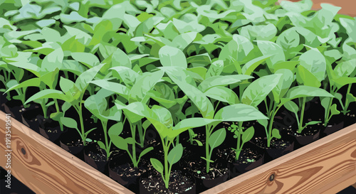 Vector illustration of young green plant seedlings growing in small pots within a wooden garden bed for agriculture and farming.
