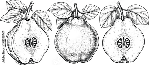Vintage hand drawn quince fruit collection featuring detailed engraving sketches of whole and half fruits with leaves for botanical design.