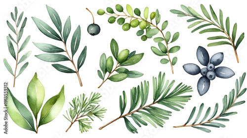 Watercolo set of winter leaves. Mistletoe and savin juniper. Green winter plants with berries. Hand painted illustration isolated on white.