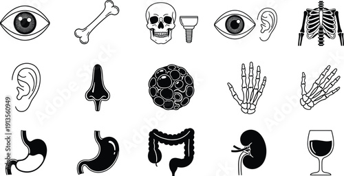 Human anatomy and internal organs icon set with skull, rib cage, stomach, kidney, intestines, eye, and skeletal bone structure silhouettes, cad drawing flat vector illustration
