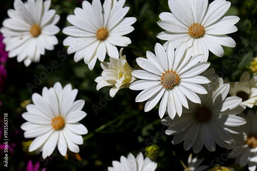 Margarita blanca