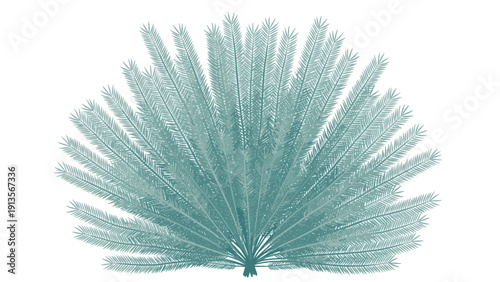 Elegant illustration of a sea fan coral or delicate feathery plant with fine branches isolated on a clean white background for botanical study.