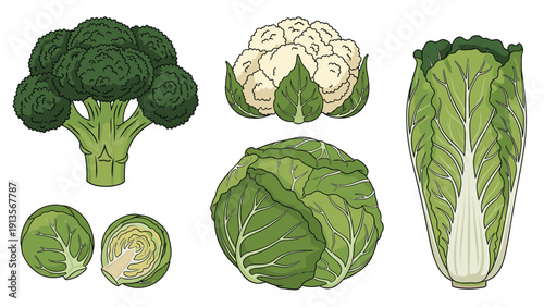 Collection of various green and white vegetables including broccoli, cauliflower, cabbage, napa cabbage, and brussels sprouts on a white background.