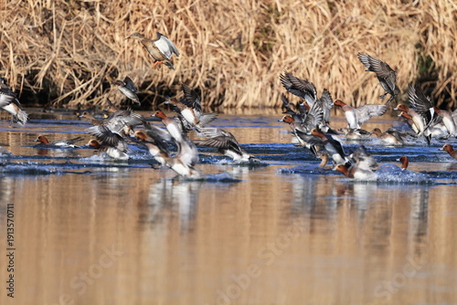 a flock of wild duck on the river surface